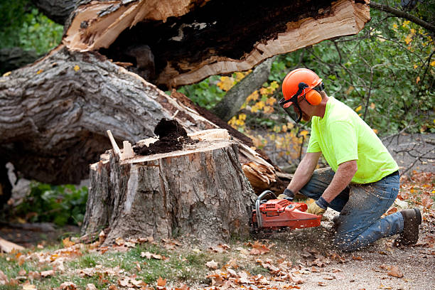 Trusted Farmer City, IL Tree Removal Experts